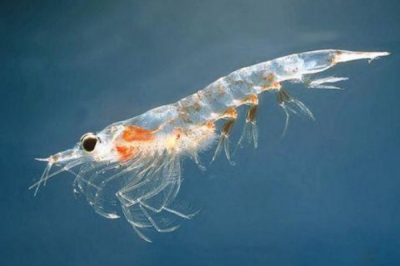 ​南极磷虾:一个种群中包括1-3万只_蓝鲸便依附它生计