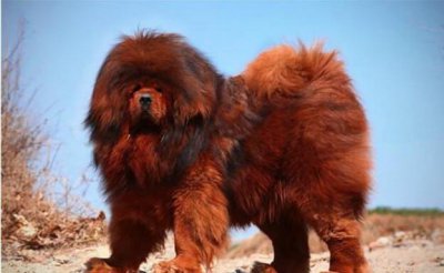 ​中国十大禁犬，凶起来能把人咬死_主人也没有搁过