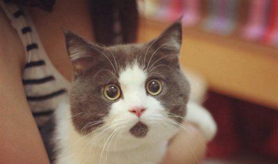 ​为什么说养猫穷三代?养猫一个月大约要花几钱