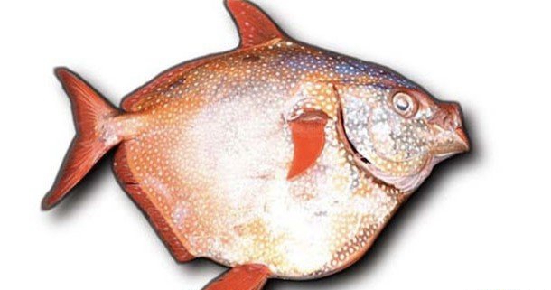 海洋的神秘有哪些?人类不领会的15大海洋常识