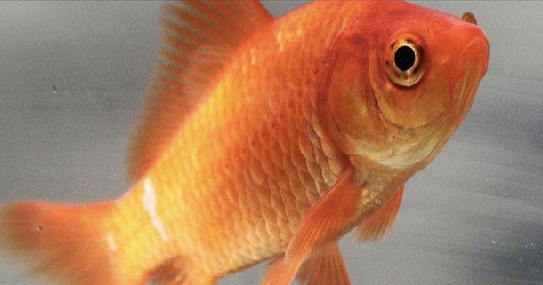 海洋的神秘有哪些?人类不领会的15大海洋常识