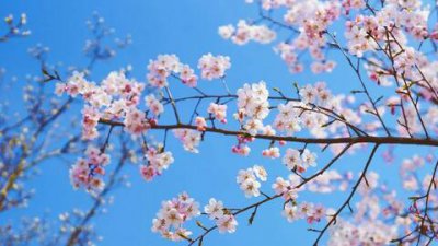 ​关于春节的祝福语有哪些，关于春节的诗句