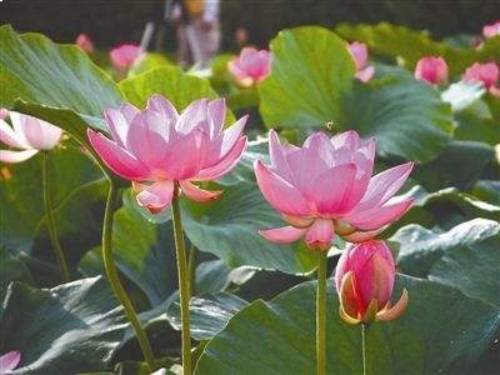 荷花