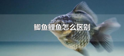 ​鲫鱼鲤鱼怎么区别（怎么区别鲫鱼和鲤鱼）