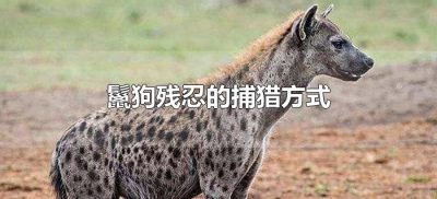 ​鬣狗残忍的捕猎方式（鬣狗捕食方式是动物界最残忍的）
