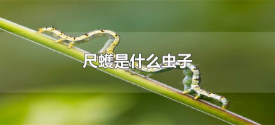 ​尺蠖是什么虫子（虫子尺蠖长什么样）