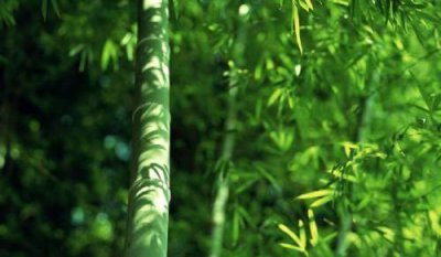 ​竹子是什么植物类型（竹子属于裸子植物还是被子植物）