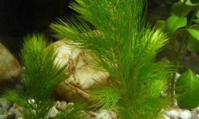 ​金鱼藻是什么植物(金鱼藻是裸子植物还是被子植物？)