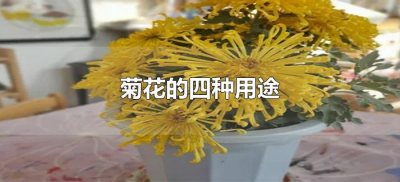 ​菊花的四种用途（菊花有哪些用途）