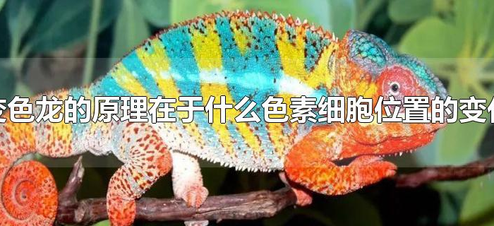 变色龙的原理在于什么色素细胞位置的变化