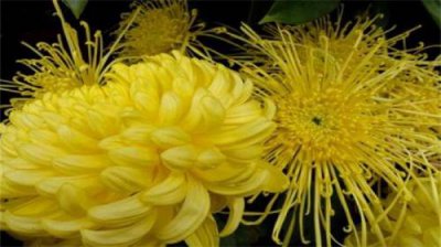 ​菊花属于什么植物类型（菊花是什么植物）