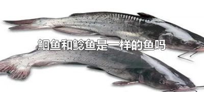 ​鮰鱼和鲶鱼是一样的鱼吗（鮰鱼和鲶鱼的区别在哪里啊）