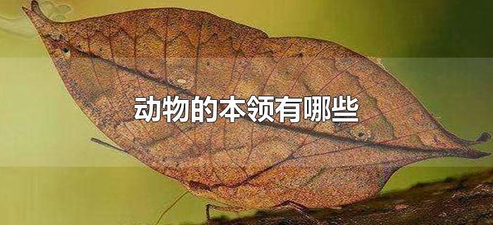 动物的本领有哪些