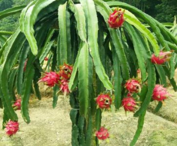 ​火龙果属于什么科植物（火龙果属于哪类植物）