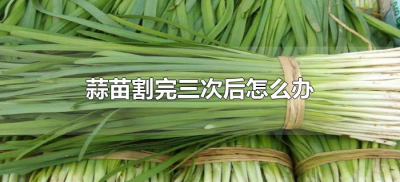 ​蒜苗割完三次后怎么办（蒜苗可以反复割几次）