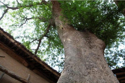 ​大树怎么弄死简单的方法（大树用这些方法可以自然死掉）