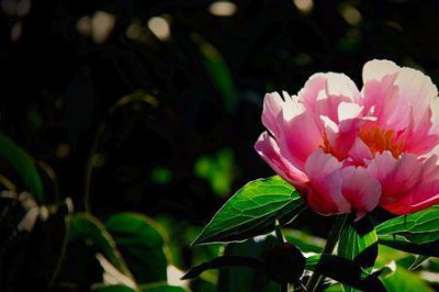​花未开时月未满全诗