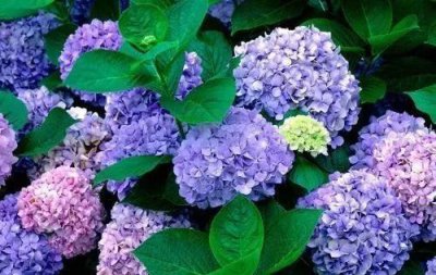 ​绣球花有毒吗，绣球花有毒吗？可以放在卧室里吗？