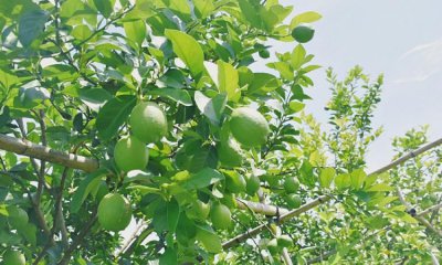 ​青柠的寓意是什么,我可以查一下你的小学吗是什么梗