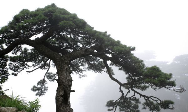 长青松的寓意,在中国古典园林中,起到点景作用的建筑是图4