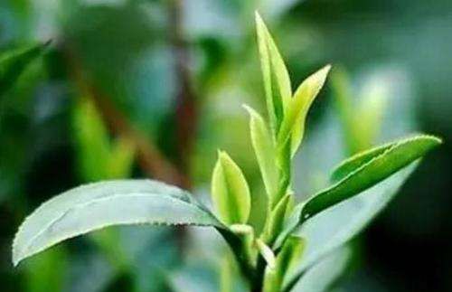 信阳毛尖是什么茶,信阳毛尖属于什么茶类图6