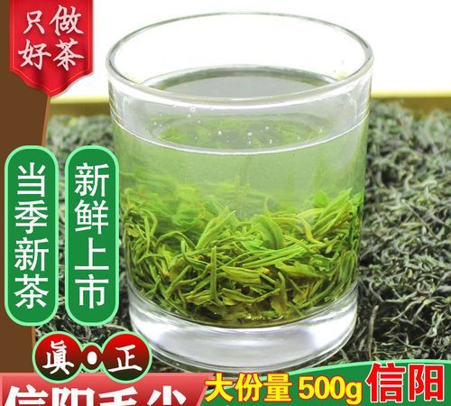 信阳毛尖属于什么茶种是红茶还是绿茶
