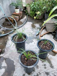 ​盆栽土壤板结的原因和办法（土壤太硬怎样变松散）