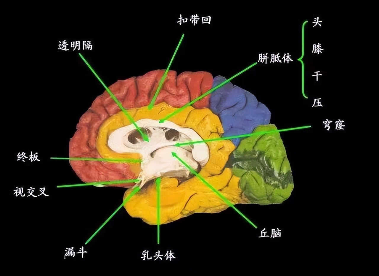 央视名嘴撒贝宁，为何具有过目不忘的“照片记忆”能力？