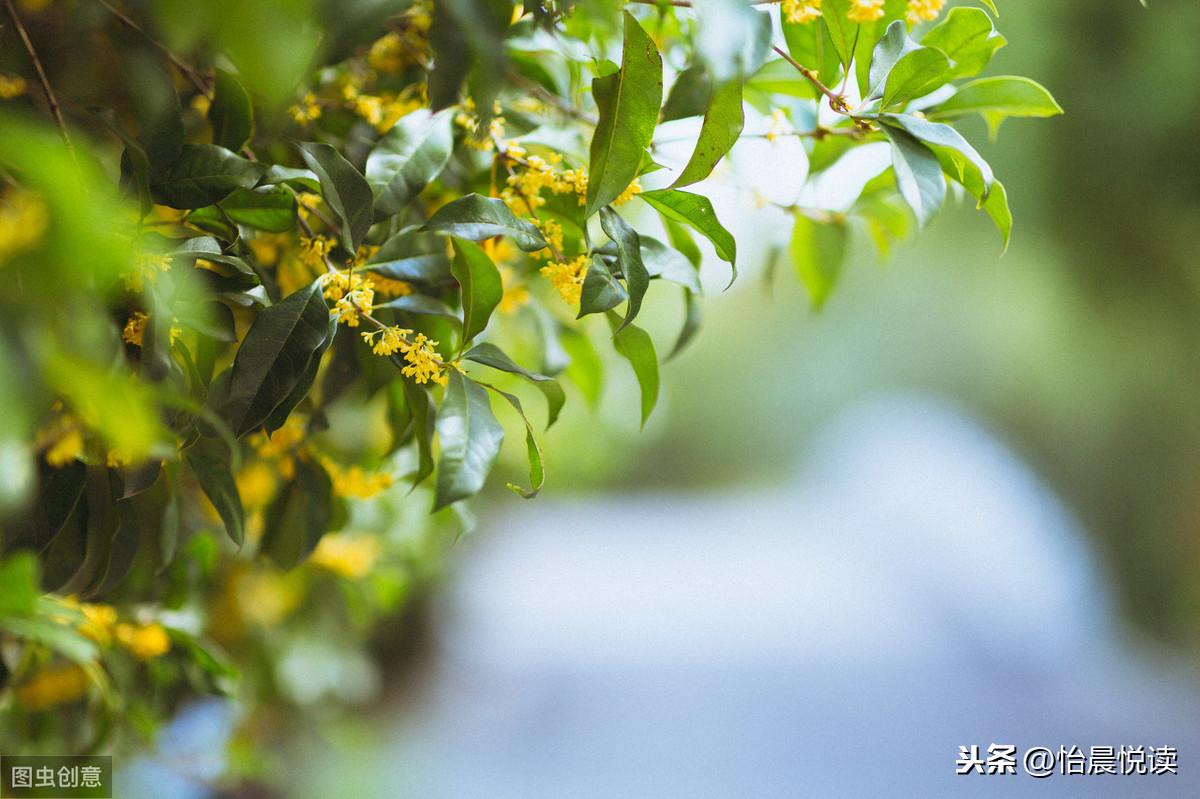 琦君的简介和主要作品（《橘子红了》原著作者琦君：被生母抛弃，一生飘零，最忆江南故乡）