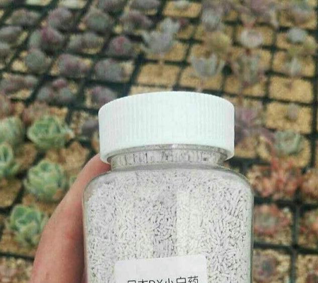 怎么治长寿花上面的虫子方法（长寿花长虫子怎么办）