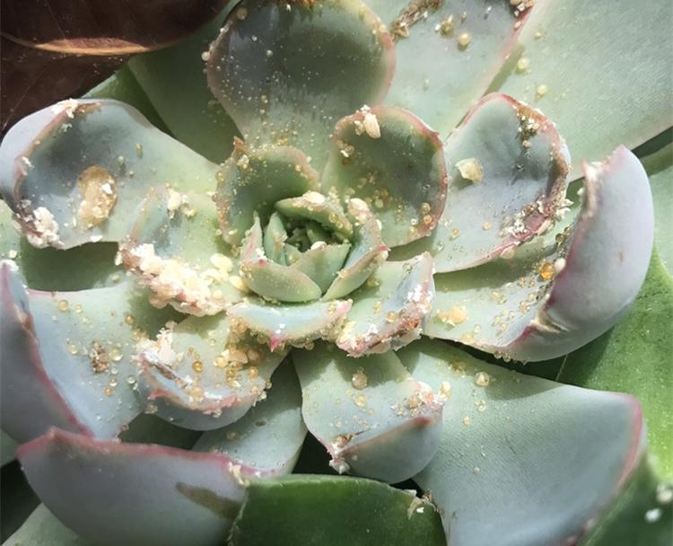 怎么治长寿花上面的虫子方法（长寿花长虫子怎么办）