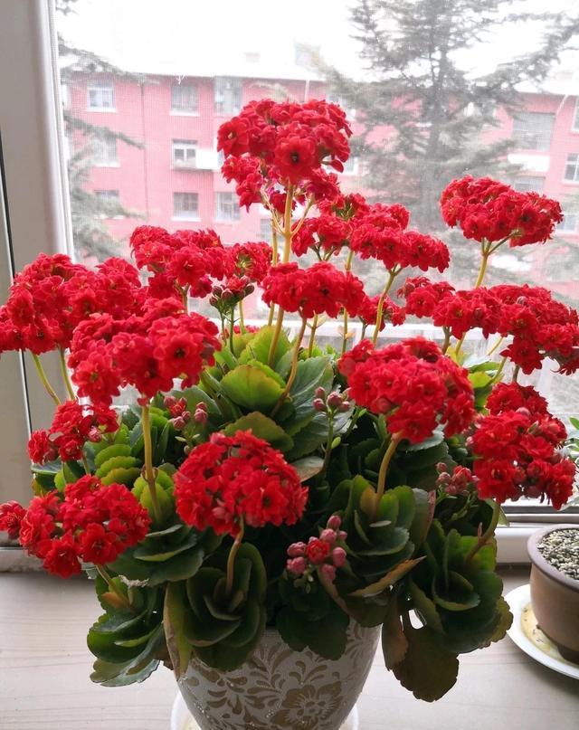 怎么治长寿花上面的虫子方法（长寿花长虫子怎么办）