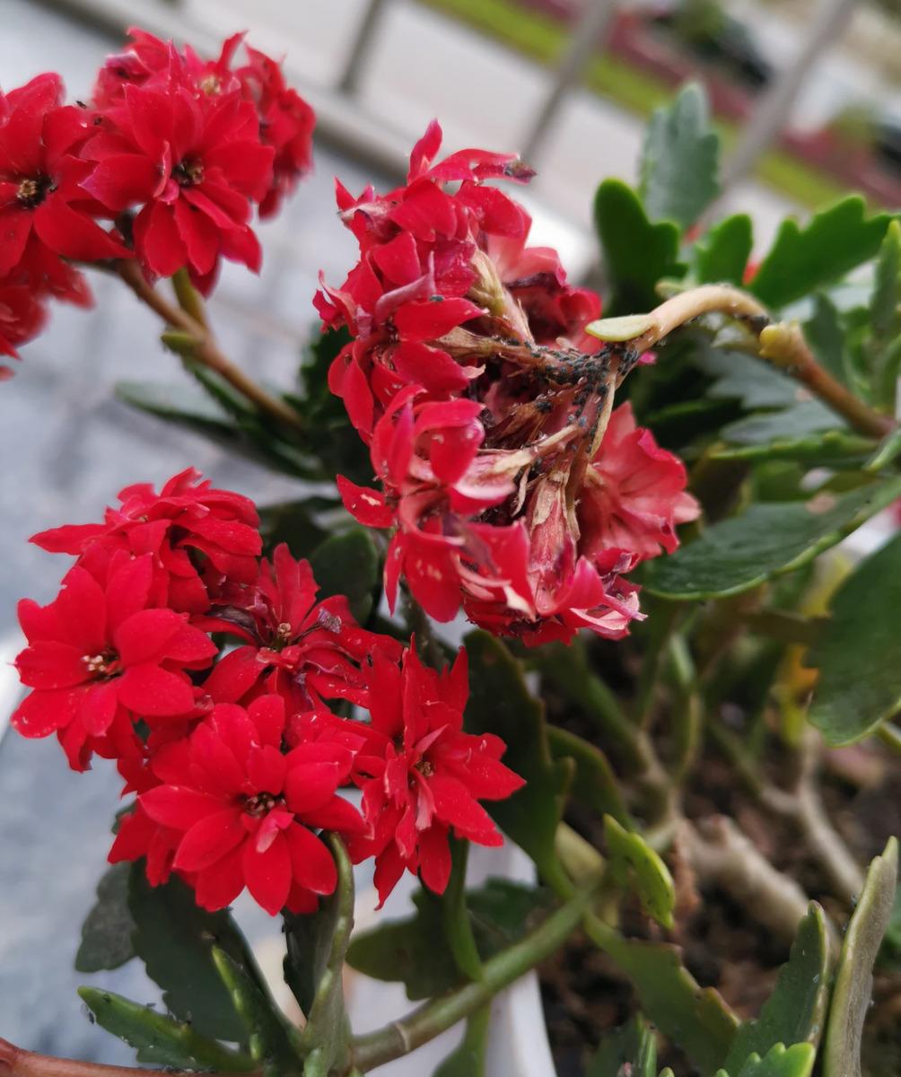 怎么治长寿花上面的虫子方法（长寿花长虫子怎么办）