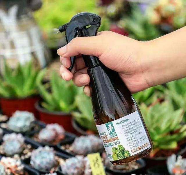 怎么治长寿花上面的虫子方法（长寿花长虫子怎么办）