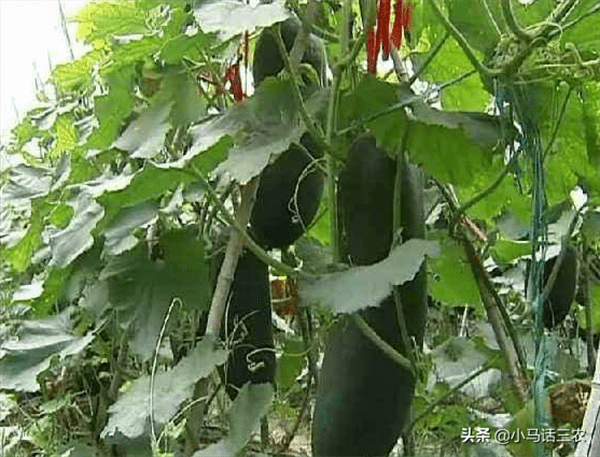 冬瓜什么时候种最好(冬瓜种植方法和时间)