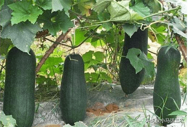 冬瓜什么时候种最好(冬瓜种植方法和时间)