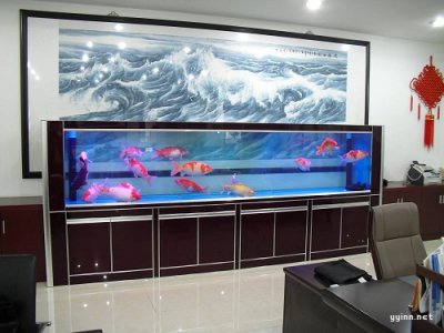 ​办公室养鱼的风水有什么讲究？养什么鱼好风水好？