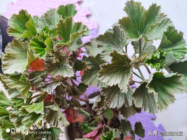 天竺葵怕不怕冷（天竺葵耐寒多少度）
