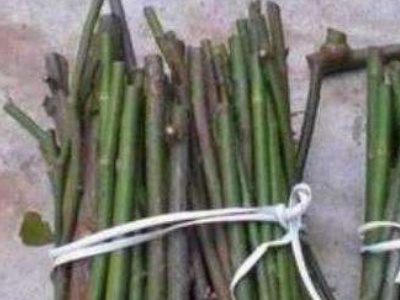 柳树枝怎么做生根水（6个步骤教你制作生根水）