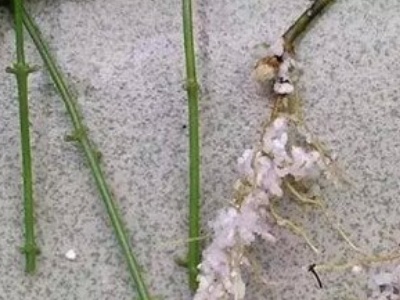 柳树枝怎么做生根水（6个步骤教你制作生根水）