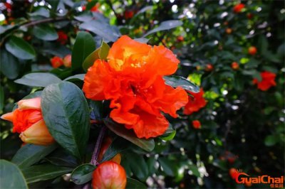​石榴花的寓意和花语？石榴花的寓意和象征风水