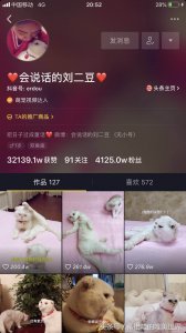 ​抖音网红猫“刘二豆”复出，但它究竟是什么猫？自己可以养吗？