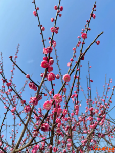 ​梅花诗句 梅花诗十首