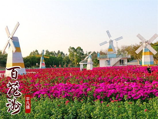 走进东莞松山湖 东莞周末好去处梦幻百花洲百花争艳，漫步薰衣草花海