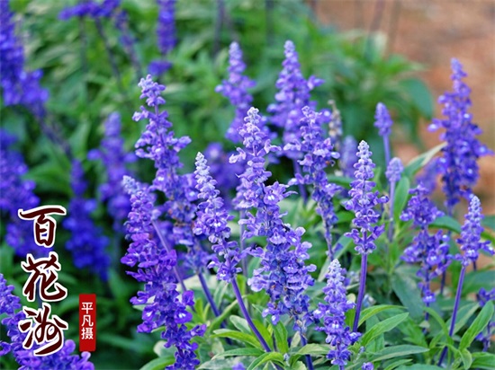 走进东莞松山湖 东莞周末好去处梦幻百花洲百花争艳，漫步薰衣草花海