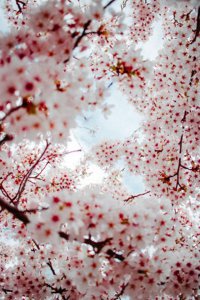​「诗词」繁花似锦觅安宁，淡云流水度此生
