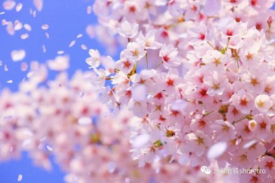 ​顾村公园樱花节地铁出行攻略看过来
