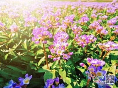 ​鄱阳湖蓼子花盛放成海！画面绝美！错过要等明年