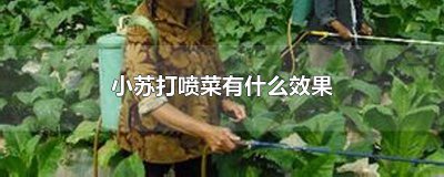 ​蔬菜喷小苏打的作用和功效 小苏打可以喷蔬菜吗