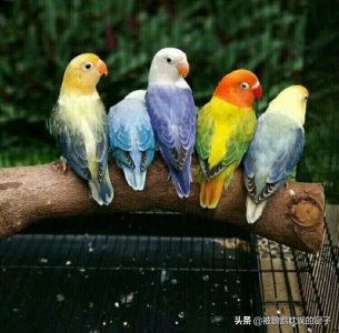 ​牡丹鹦鹉怎么分公母正确的方法（四种常见方法：帮你三秒分辨牡丹鹦鹉公母 原来
